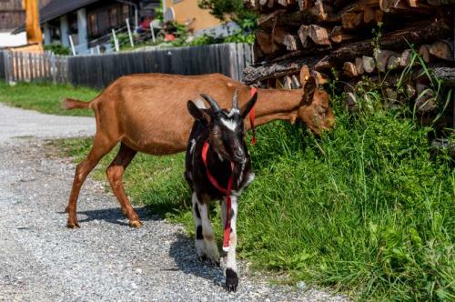 Sauschneiderhof Mariapfarr - Unsere Tiere 