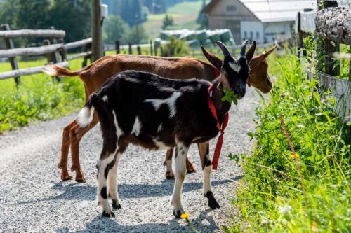 Sauschneiderhof Mariapfarr - Unsere Tiere 